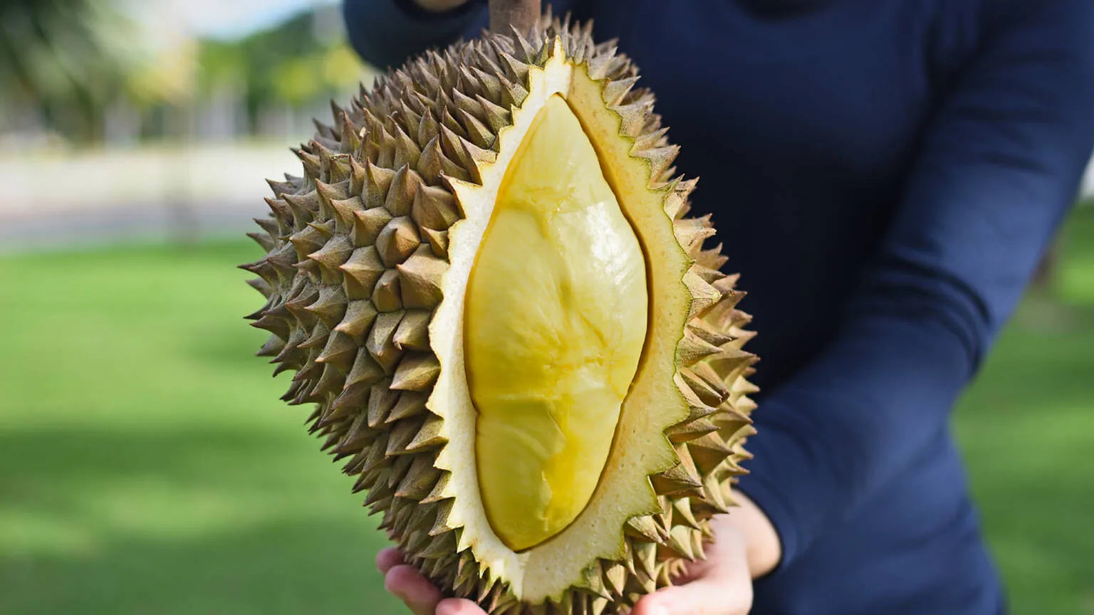 Collection of Musang King Malaysian Durian (D197) (猫山王榴莲) From 3.5 to 4.5 Lbs in a gallery layout