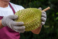 Collection of Musang King Malaysian Durian (D197) (猫山王榴莲) From 3.5 to 4.5 Lbs in a gallery layout