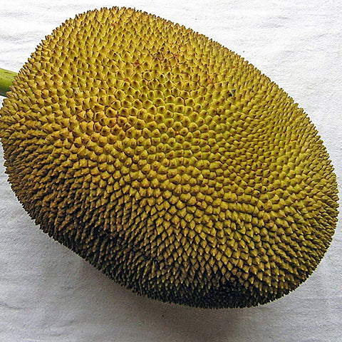 Fresh Whole Jackfruit 25-35 lb